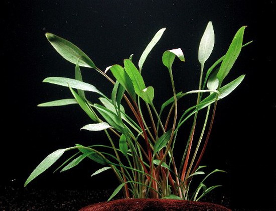 Cryptocoryne nevillii