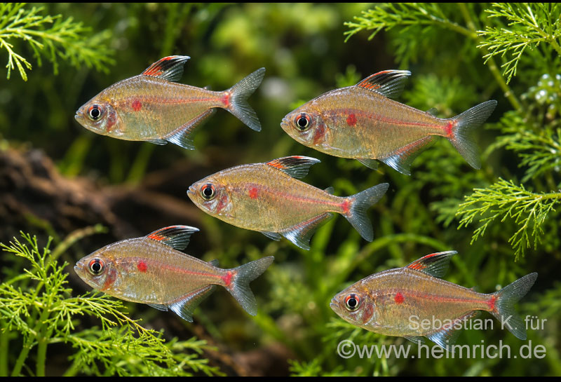 Kirschflecksalmler, 5er-Gruppe  Hyphessobrycon socolofi