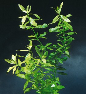 Hygrophila polysperma 'Braun'