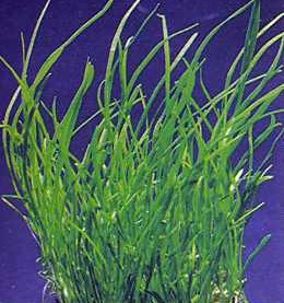 Lilaeopsis mauritiana