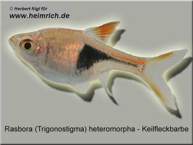 Keilfleckbarbe, lg (Rasbora heteromorpha)