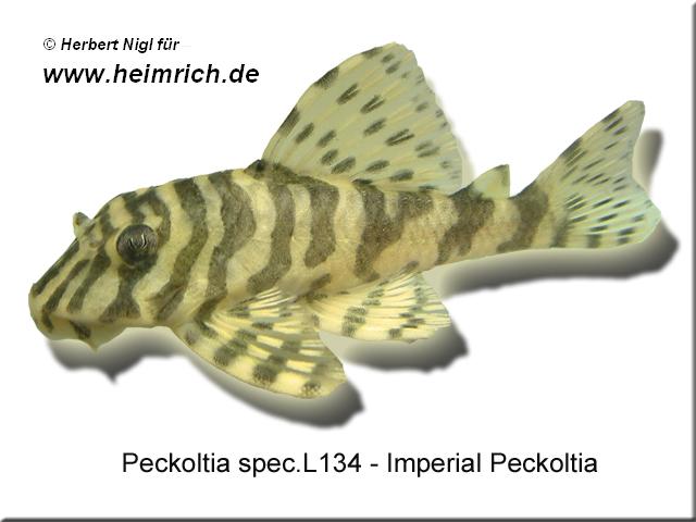 L134 Peckoltia spec. "Tapajós-Zebra" (Imperial Peckoltia)