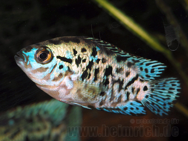 Cichlasoma octofasciatum, spec. Blue Dempsey small