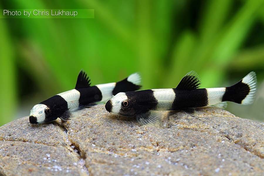 PANDA-Bergbachschmerle, sm (Yaoshania pachychilus)
