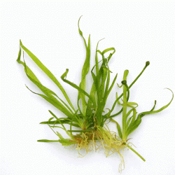 Helanthium tenellum ‚Broad Leaf‘