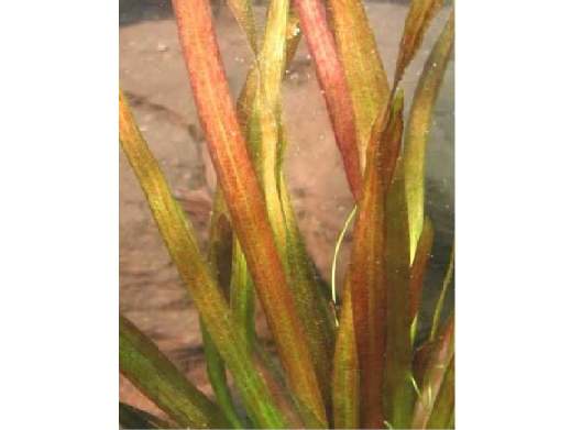 Vallisneria spiralis rubra