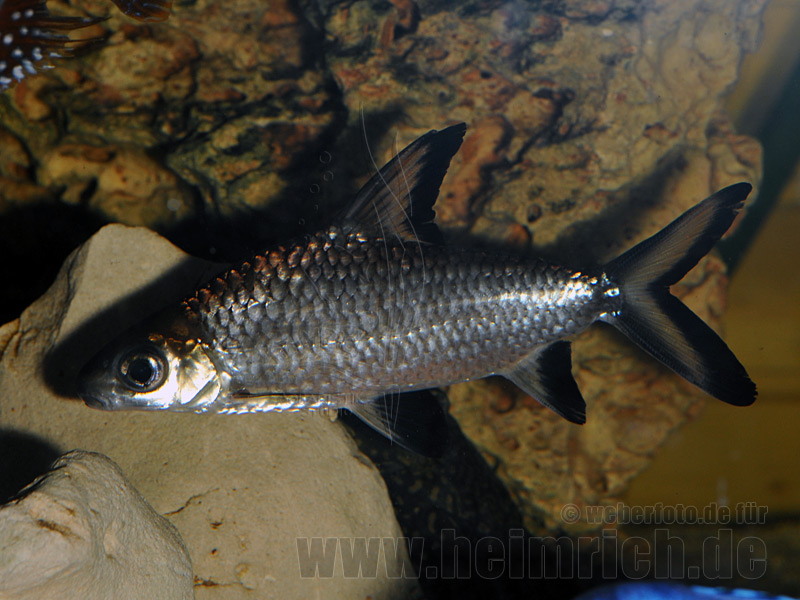 Balantiocheilus melanopterus, XXL (Haibarbe)
