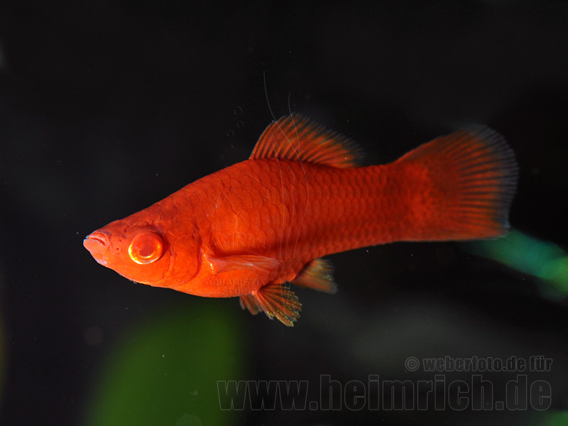 Schwertträger "Wiener Super Red", weibl. lg (Xiph. hell., spec.
