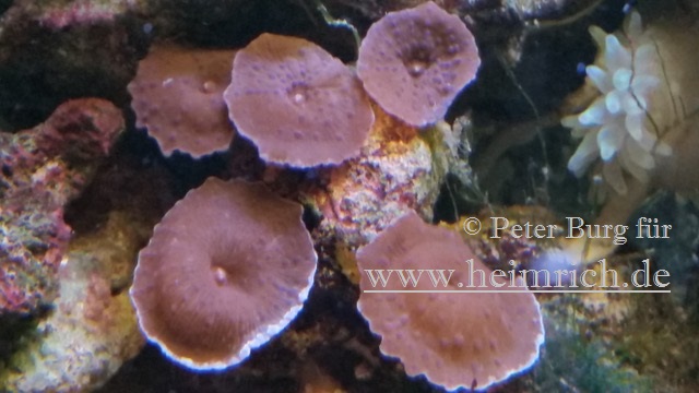 Rhodactis spec. Super Red, med (Rote Scheibenanemone)