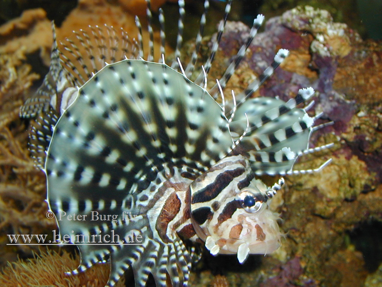Zebra-Zwergfeuerfisch, med.  (Dendrochirus zebra)