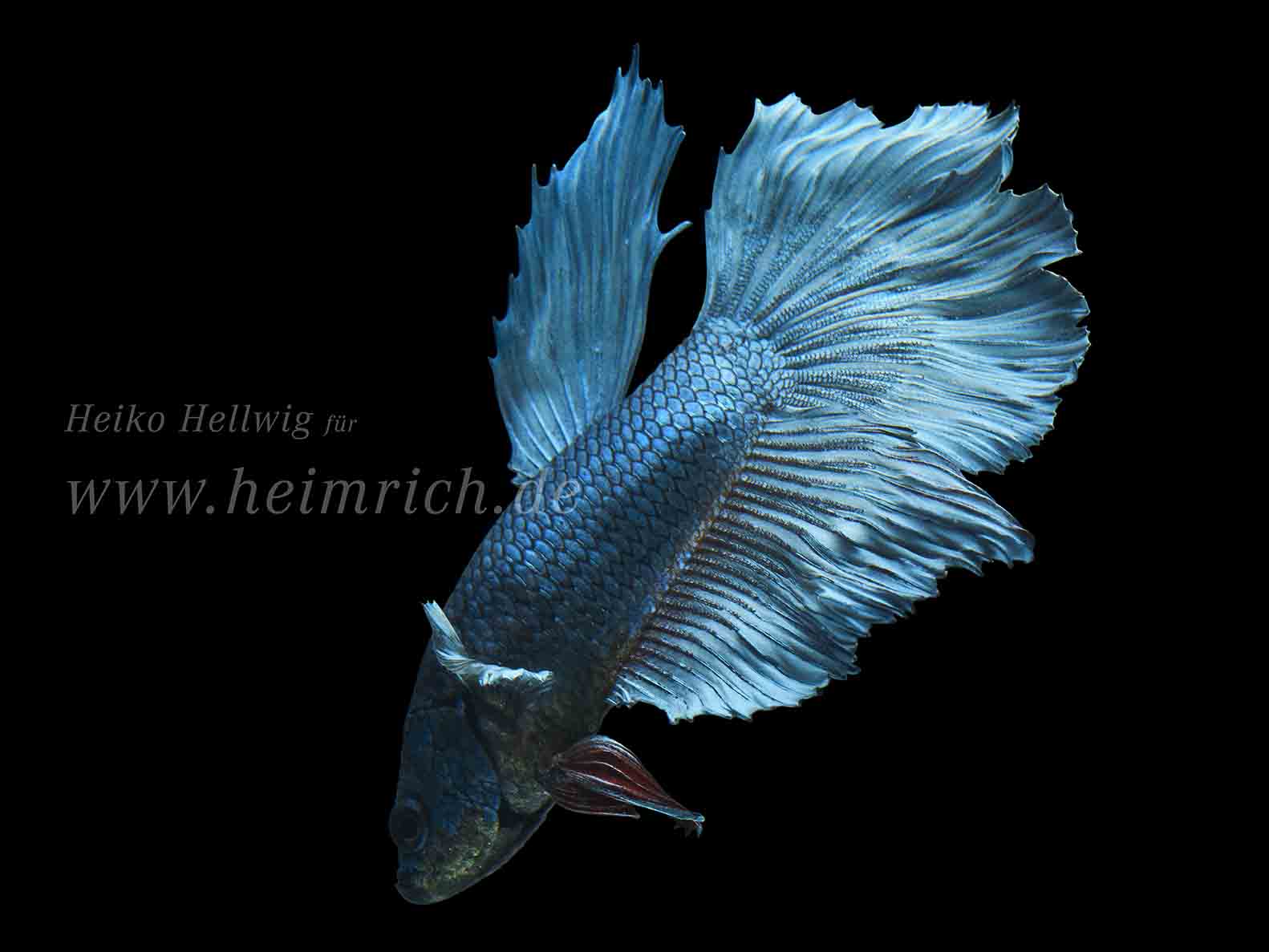 Siam. Kampffisch Halfmoon  Blue Sky (Betta splendens)