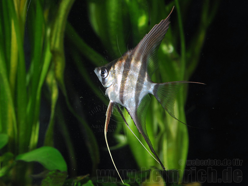 ALTUM-Skalar, med, 4er-Gruppe(Pterophyllum altum - F2 Nachzucht)