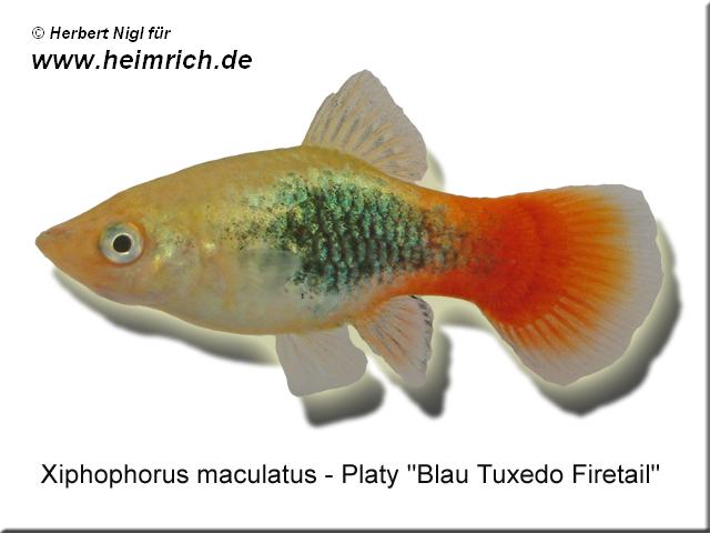 Platy PREMIUM-"Blue Tuxedo Firetail", lg (Xiph. mac., spec.)