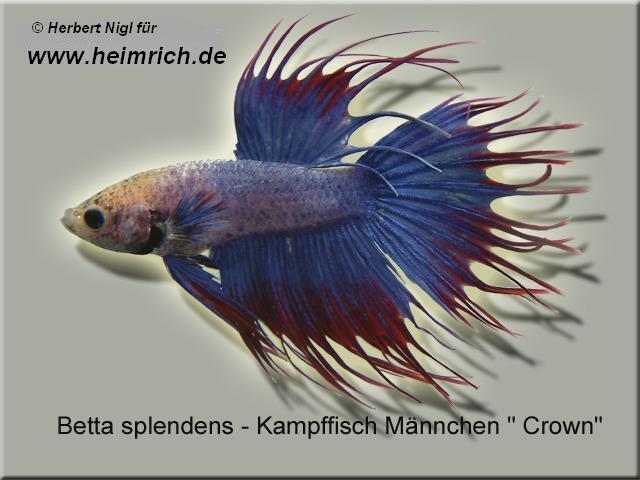 Siam. Kampffisch CROWN, Blau/ Rot lg (Betta splendens)