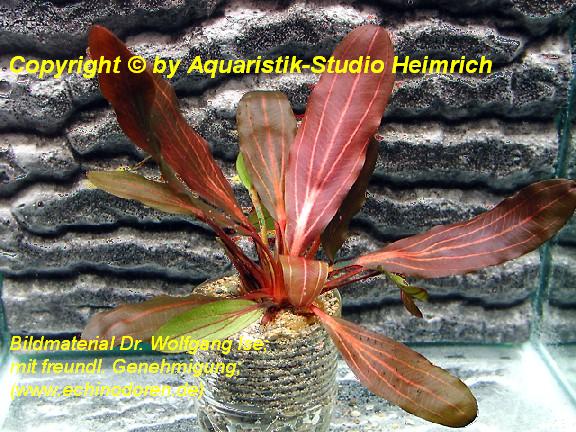 Echinodorus 'DEEP PURPLE'