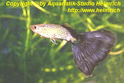 Guppy, Farbschlag BLACK