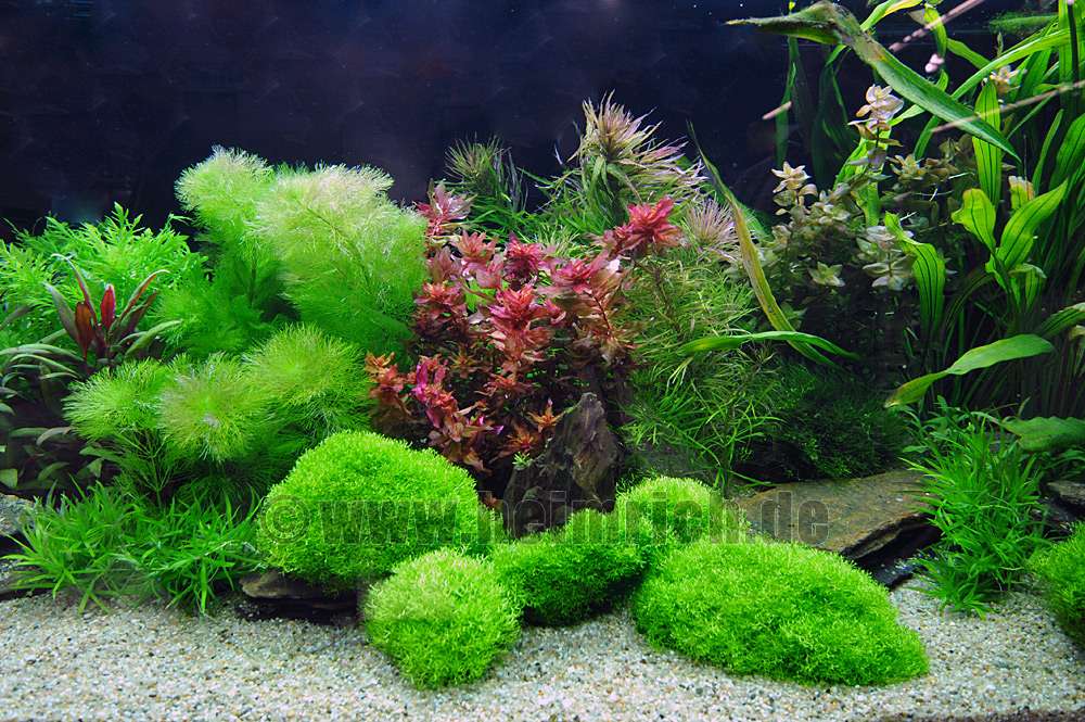 Aquariumpflanzen