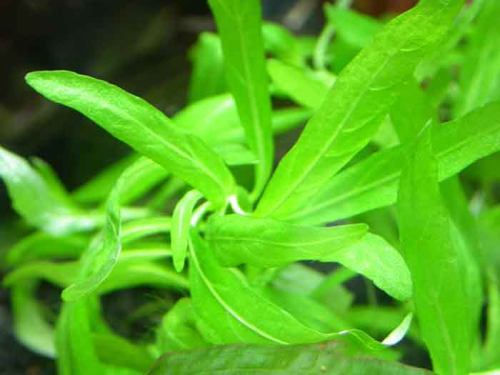 Nomaphila angustifolia
