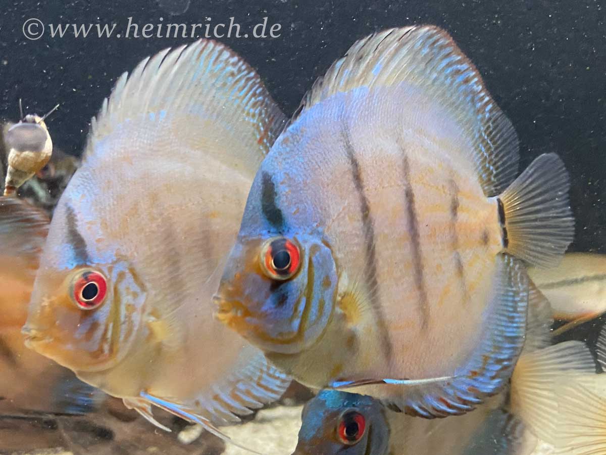 Diskus Cobalt striped - Größe  6,5cm