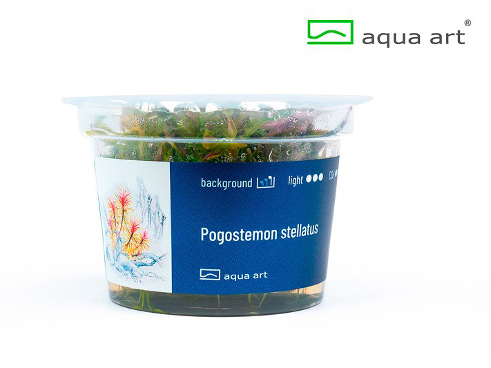 Pogostemon stellata - 1 Stk