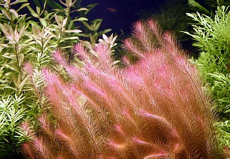 Rotala walichii