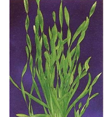 Vallisneria asiatica