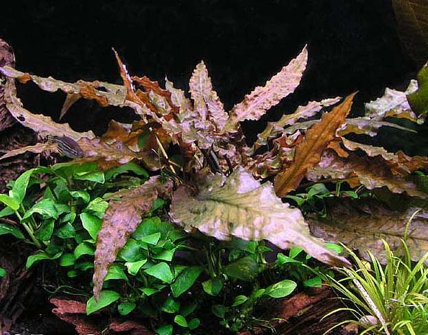 Cryptocoryne 'Mi Oya'