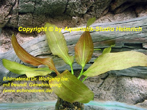 Echinodorus Dschungelstar Nr.11 (E11 Echin. Roter Cordifolius; F