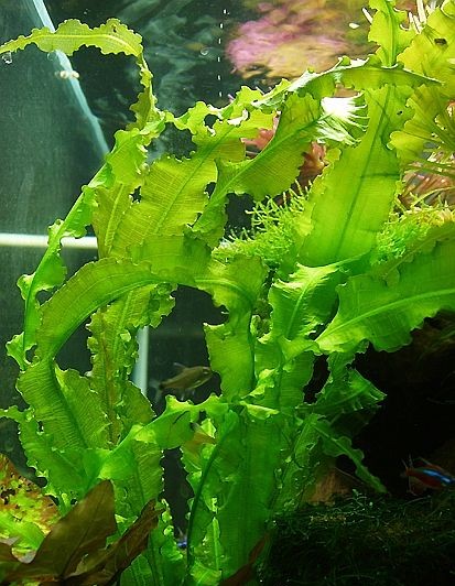Aponogeton crispus