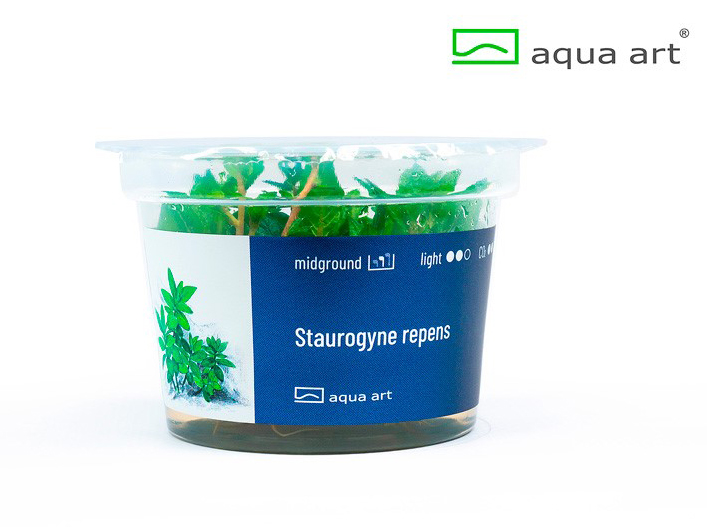 Staurogyne repens - 1 Stk