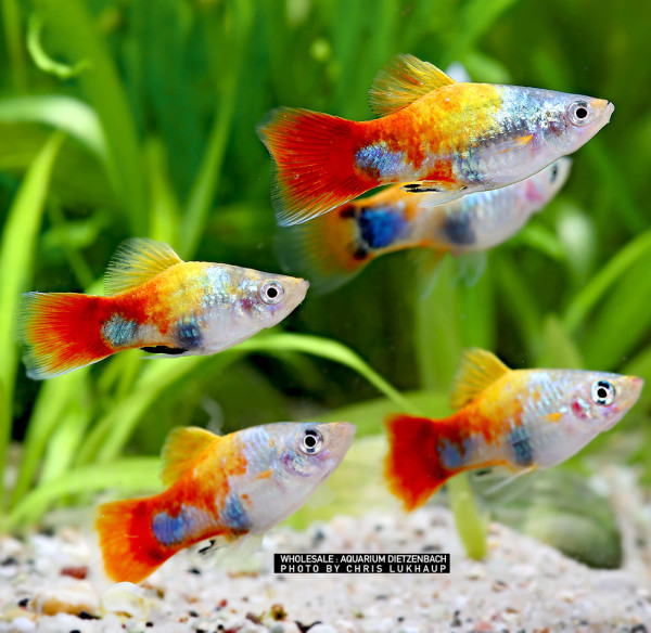 Xiphophorus maculatus spec Blue Butterfly Mickey Mouse - 3er-Gruppe (4-farbiger Platy)