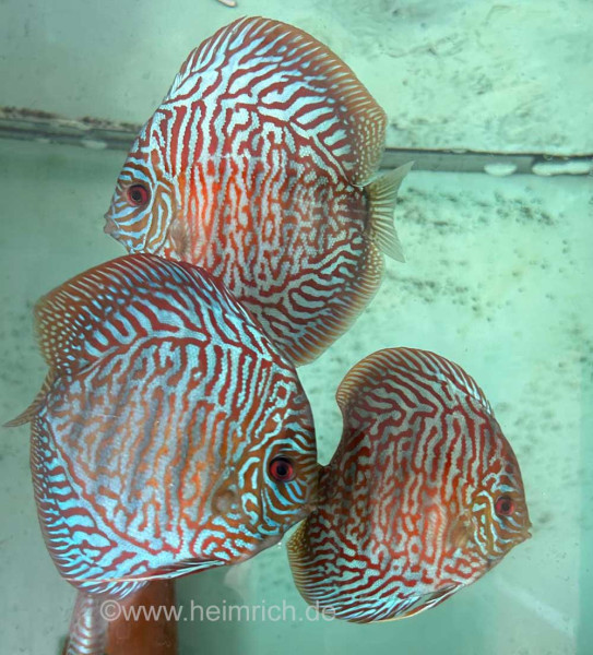 Diskus Türkis Tiger, 8cm