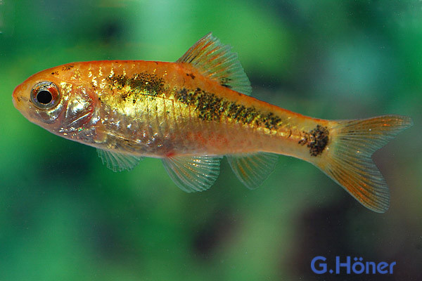 Barbodes schuberti (Brokatbarbe)