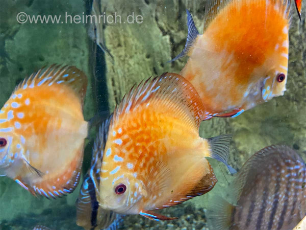 Diskus Red Map spec. Gold Orange, 12cm