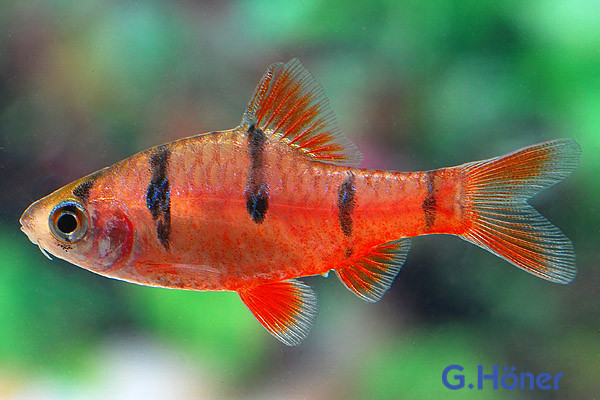 Barbodes pentazona, 10er-Gruppe (Fünfgürtelbarbe)