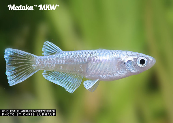 Oryzias laticeps spec. MKW, Medaka spec. MKW - 5er-Gruppe