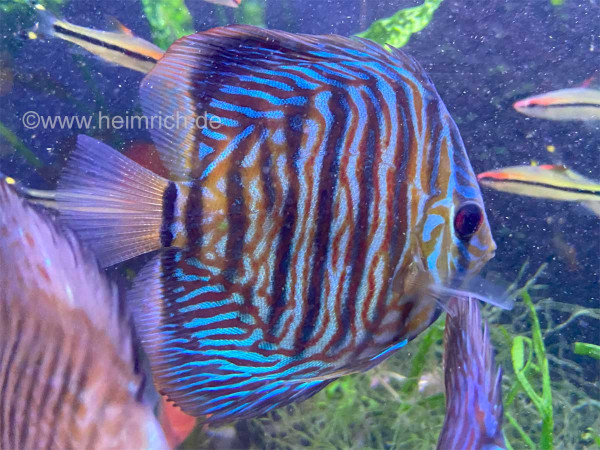 Diskus Türkis Tiger, 6,5cm