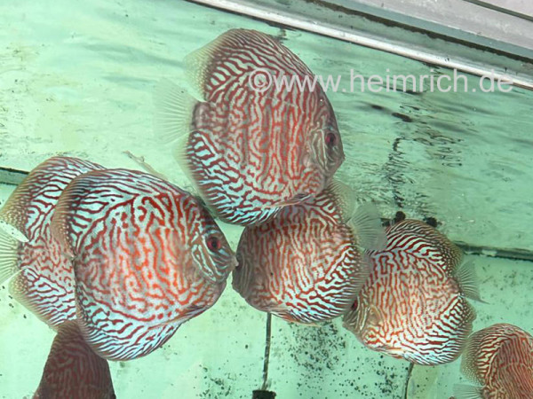 Diskus Türkis Tiger, 12cm