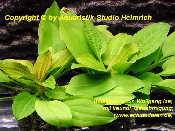 Tình yêu cây cỏ ĐV2 - Page 31 Echinodorus_gabr_50229d4e8891a