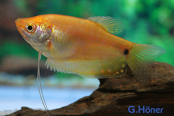 Fadenfisch GOLD, med (Trichogaster trichopterus albino)