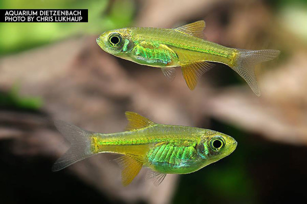 Smaragd Zwergrasbora (Microdevario kubotai) - 8er-Gruppe