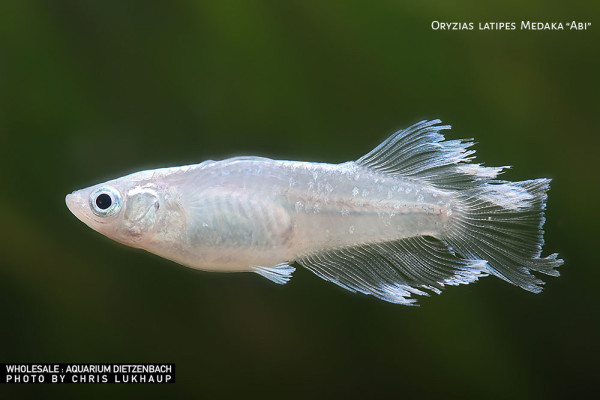 Oryzias laticeps spec. ABI, Medaka spec. ABI - 8er-Gruppe
