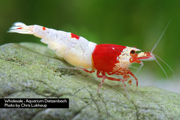 Caridina logemanni spec. Crystal Red, 5er-Gruppe (Kristallrote Zwerggarnele)