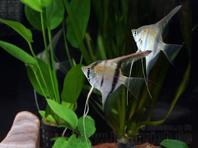 Rotrücken-Skalar, 2 Stück med (Pterophyllum spec.) | Skalare | Fische ...