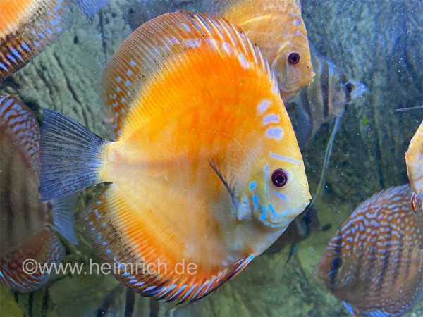 Diskus Red Map spec. Gold Orange, 10cm