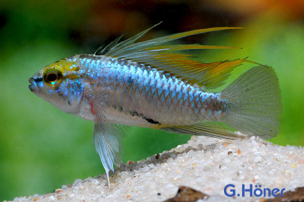 Apistogramma trifasciata, lg (Dreistreifenzwergbuntbarsch)