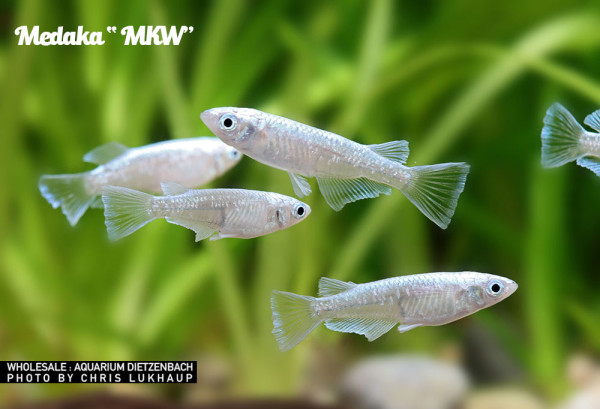 Oryzias laticeps spec. MKW, Medaka spec. MKW - 10er-Gruppe