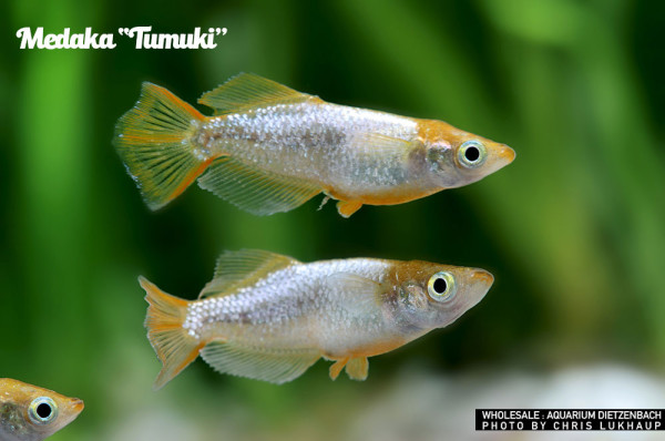 Oryzias laticeps spec. Tumuki, Medaka spec. Tumuki - 5er-Gruppe