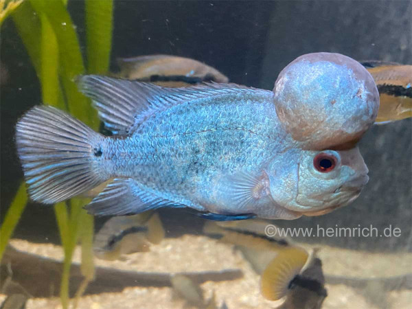 Flower Horn spec. Blue Sky, 14cm (American Cichlid Blue Sky Flowerhorn)