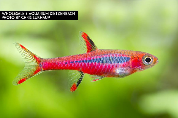 Mosquitorasbora (Boraras brigittae) 30er-Gruppe